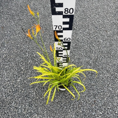 Liliowiec 'Margaret Perry' 2L