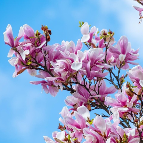 Magnolia 'George Henry Kern' 2L