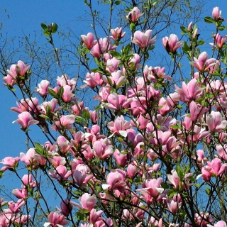 Magnolia 'Ricki' 2L