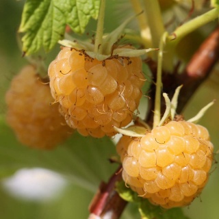 Malina 'All Gold' 2L