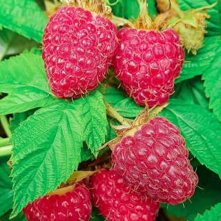 Malina 'Malling Promise' 2L