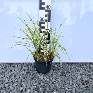 Miskant chiński 'Giraffe' 3L