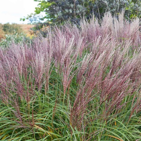 Miskant chiński 'Krater' 1L