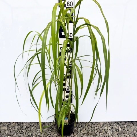 Miskant chiński 'Memory' 2L