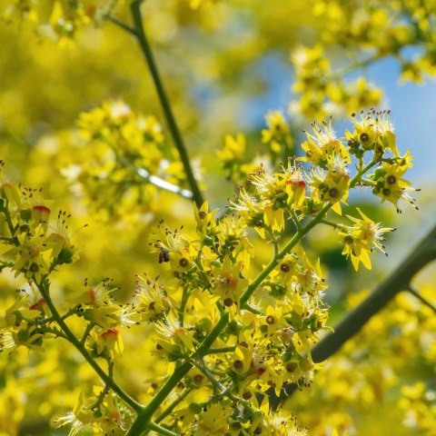 Mydleniec wiechowaty P11(1L)