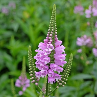Odętka wirginijska 'Rosea' 2L