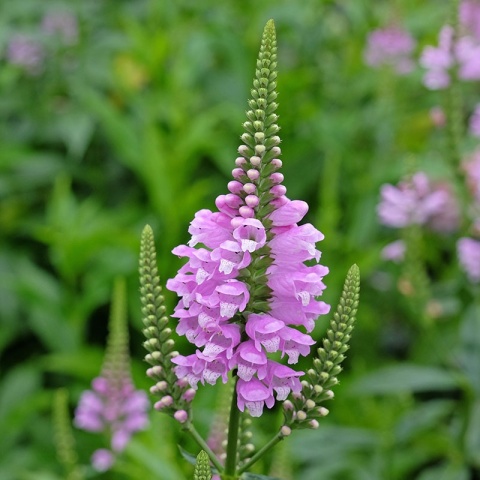 Odętka wirginijska 'Rosea' 2L