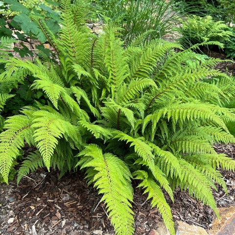 Paprotnik szczecinkozębny 2L