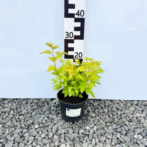 Pęcherznica 'Nugget' 2L