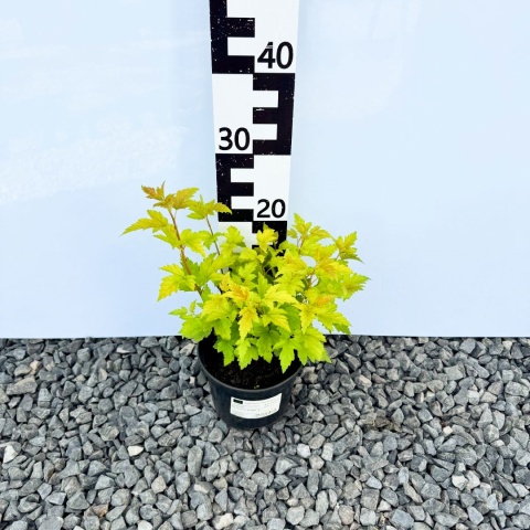 Pęcherznica 'Nugget' 2L