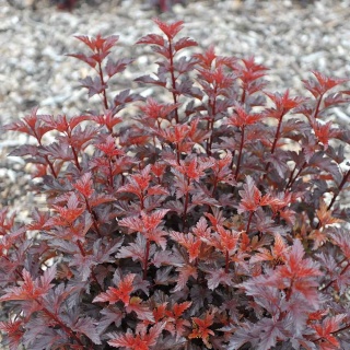 Pęcherznica 'Red Baron' 2L