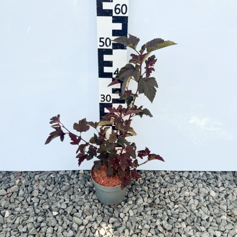 Pęcherznica 'Red Baron' 2L