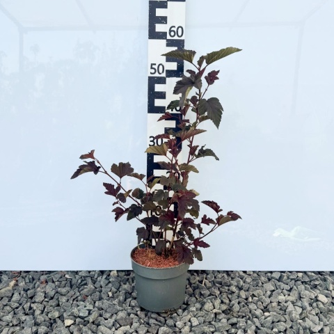 Pęcherznica 'Red Baron' 2L