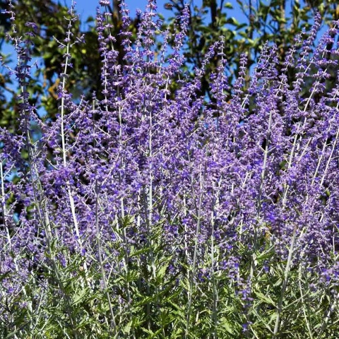 Perovskia łobodolistna 'Little Spire' 2L