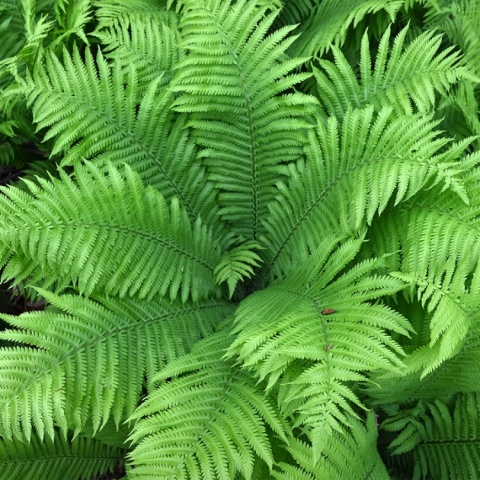 Pióropusznik strusi 2L