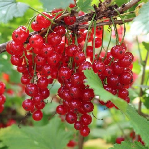 Porzeczka 'Rovada' 2L