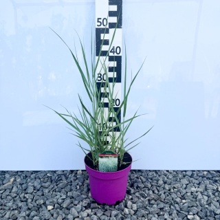 Proso rózgowate 'Praire Sky' 3L