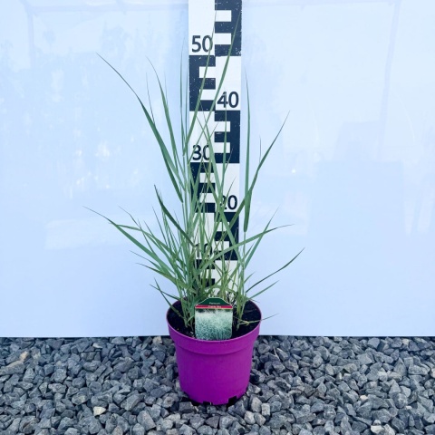 Proso rózgowate 'Praire Sky' 3L