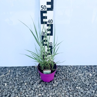 Proso rózgowate 'Praire Sky' 3L