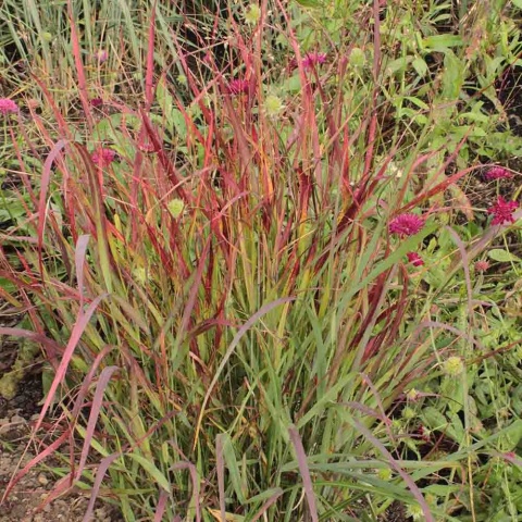 Proso rózgowate 'Rehbraun' 2L