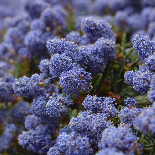 Prusznik 'Victoria' 2L