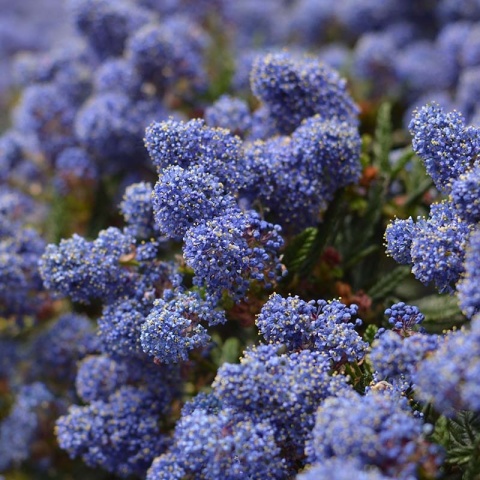 Prusznik 'Victoria' 2L