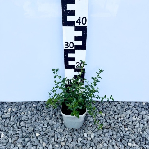 Prusznik 'Victoria' 2L