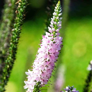 Przetacznik długolistny 'First Choice' 3L