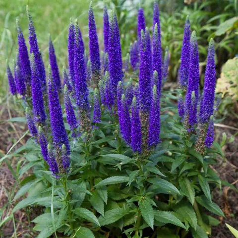 Przetacznik kłosowy 'Anniversary Blue' 3L