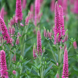 Przetacznik kłosowy 'Anniversary Rose' 1L