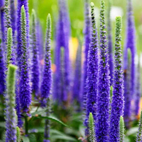 Przetacznik kłosowy 'Ronica Blue' 3L