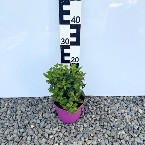 Przetacznik kłosowy 'Ronica Blue' 3L