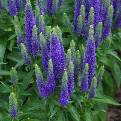 Przetacznik kłosowy 'Ulster Dwarf Blue' C1,5