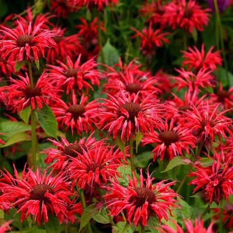 Pysznogłówka 'Bee Merry' 2L