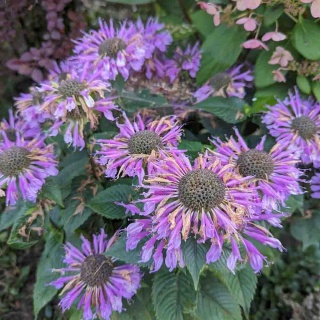 Pysznogłówka 'Bee Pretty' 2L