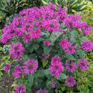 Pysznogłówka 'Bee Pure' 2L