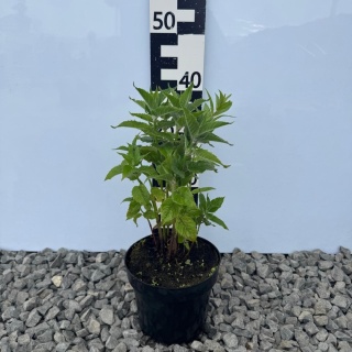 Pysznogłówka 'Bee Pure' 2L