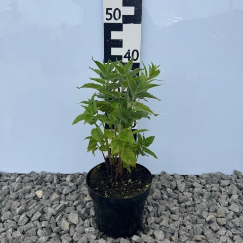 Pysznogłówka 'Bee Pure' 2L