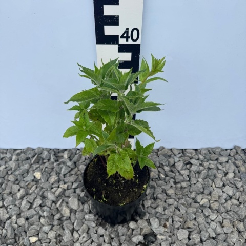 Pysznogłówka 'Bee Pure' 2L