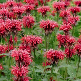 Pysznogłówka 'Fireball' 5L