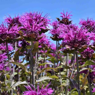 Pysznogłówka 'Prarienacht' 5L