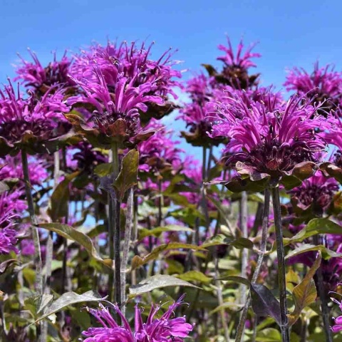 Pysznogłówka 'Prarienacht' 5L