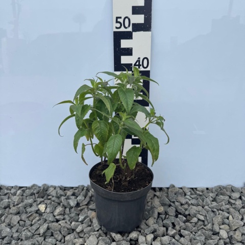 Pysznogłówka 'Prarienacht' 5L