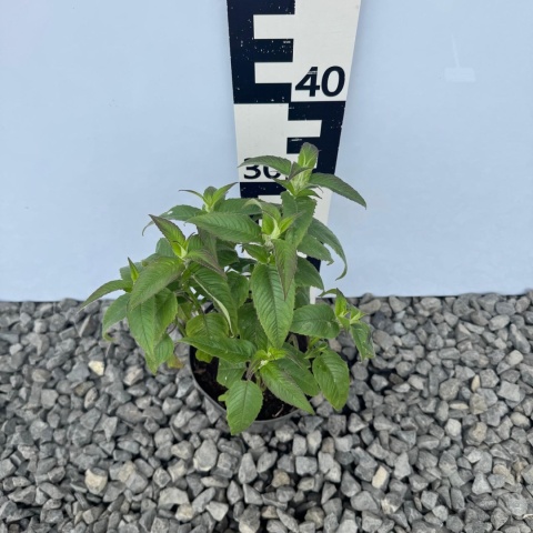 Pysznogłówka 'Prarienacht' 5L