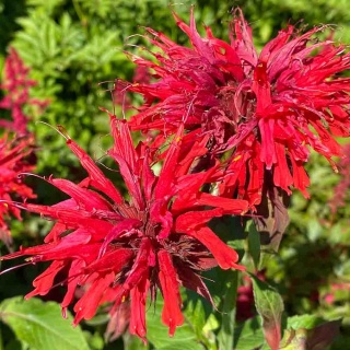 Pysznogłówka 'Red Shades' 5L