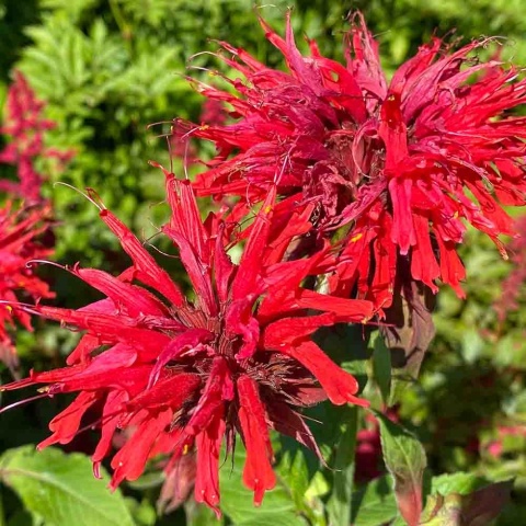 Pysznogłówka 'Red Shades' 5L