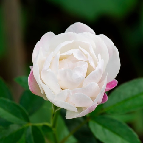 Róża okrywowa 'White Fairy' 1,5L