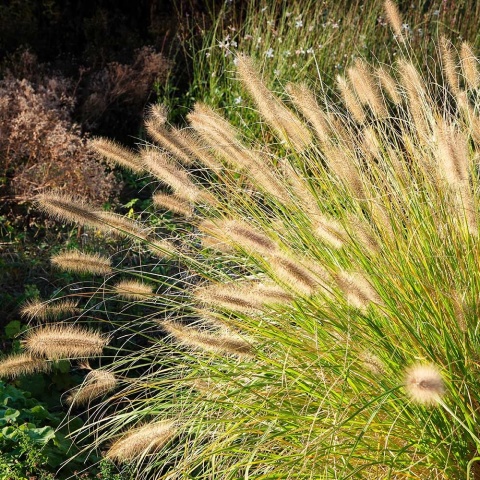 Rozplenica japońska 'Hameln Gold' P9(0,5L)