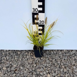 Rozplenica japońska 'Hameln Gold' P9(0,5L)