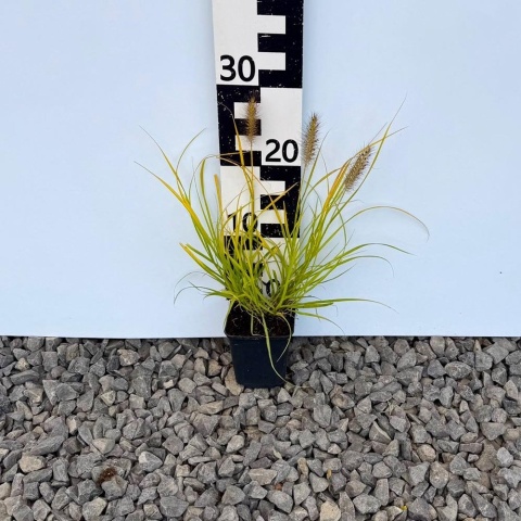 Rozplenica japońska 'Hameln Gold' P9(0,5L)